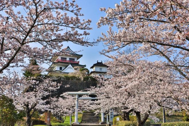 城山公園の桜