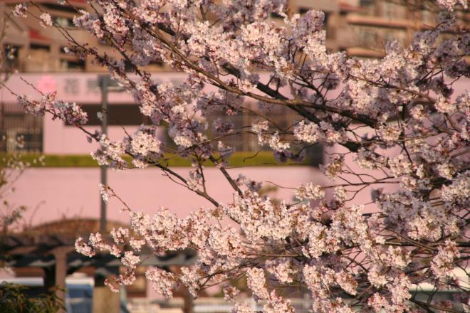 桜写真1