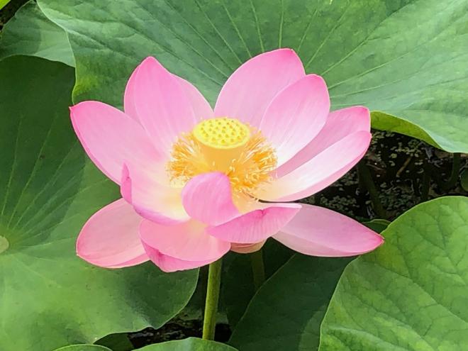 03oogahasu-shirasagikouen01.jpg