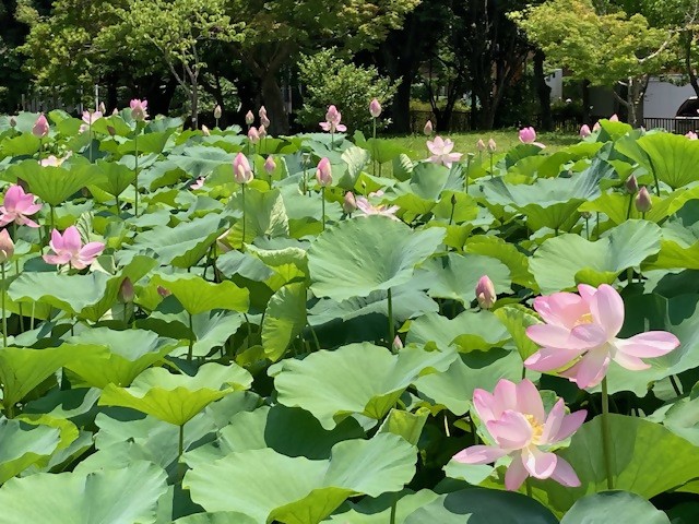 oogahasu1
