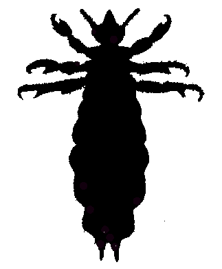 シラミ