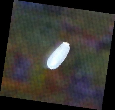 tokojirami_tamago