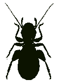 チャタテムシ