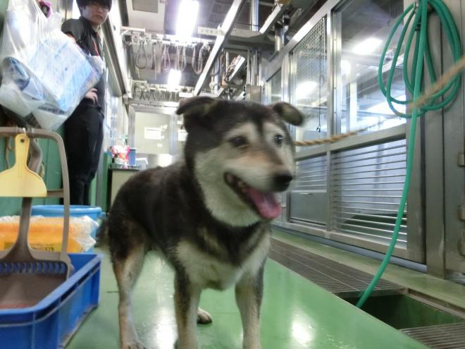 chako