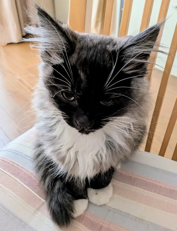 ねこ