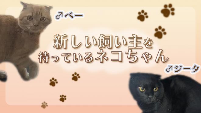 ベーとジータサムネイル