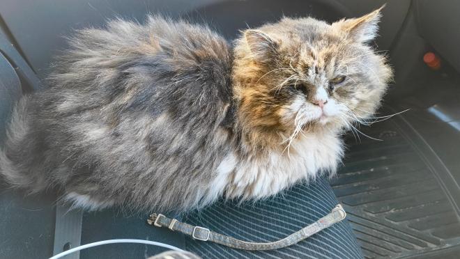 保護猫