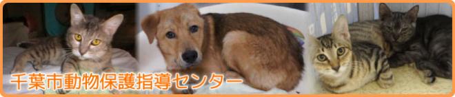 動物保護指導センタータイトル画像