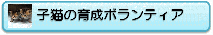 子猫の育成ボランティア