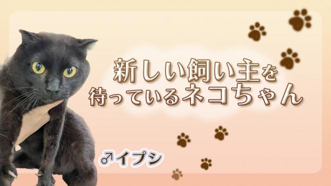 イプシサムネイル