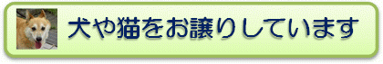 犬や猫をお譲りしています。