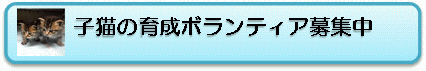 子猫の育成ボランティア募集中