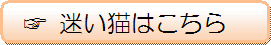迷い猫の情報です
