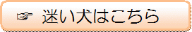 迷い犬の情報です