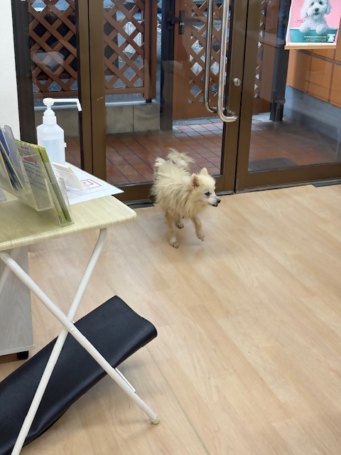 保護犬