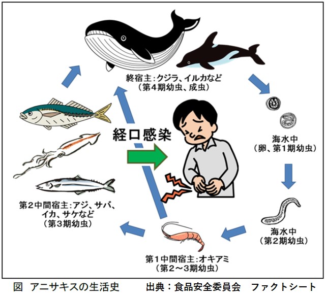 factsheet_lifecycle