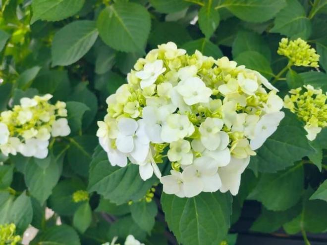 1紫陽花が緑色から少しずつ白く咲く姿