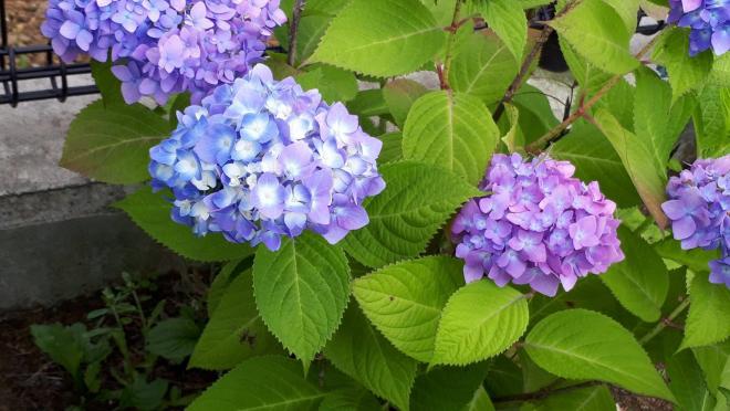 紫陽花01