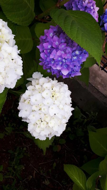紫陽花03