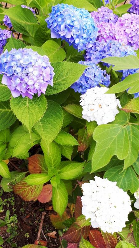紫陽花04