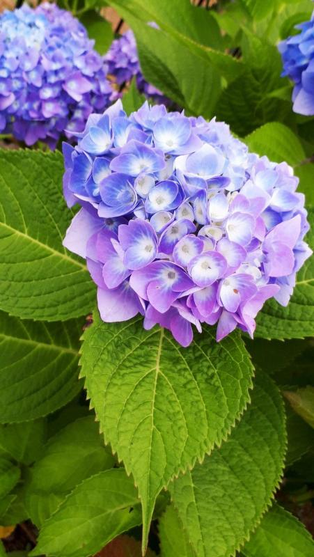 紫陽花05