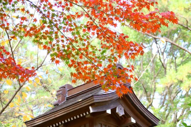 2020120201もみじの紅葉