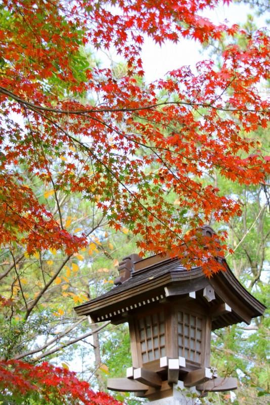 2020120202もみじの紅葉