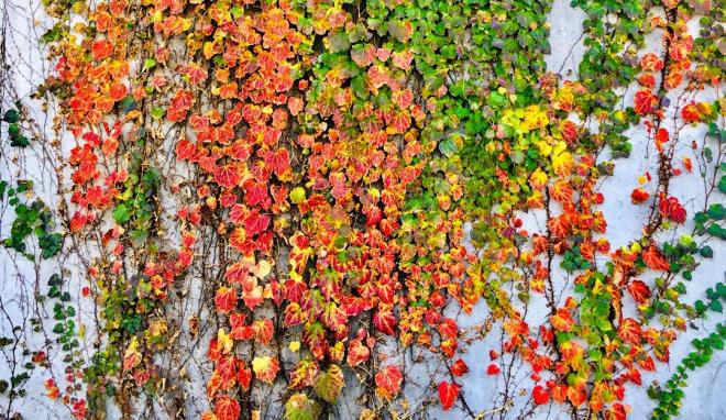 2020120204蔦の紅葉