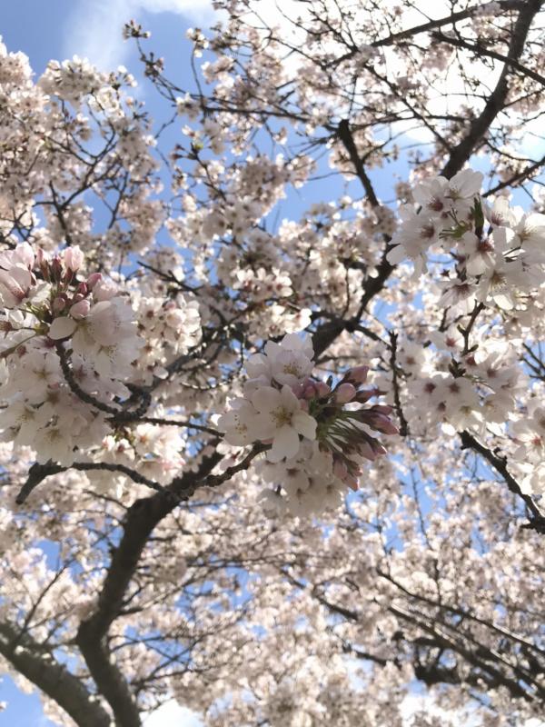 20210323桜