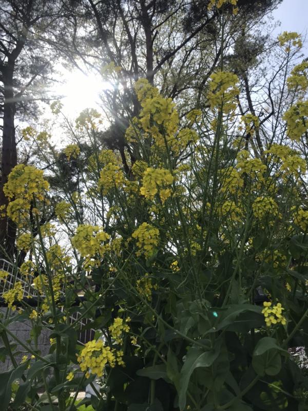 20210404花１