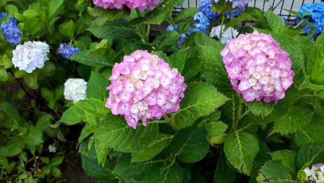 20210614紫陽花01