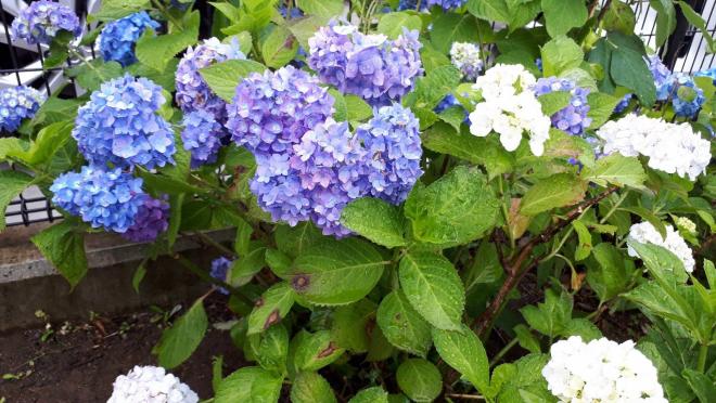 20210614紫陽花02