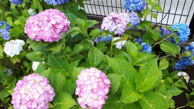 20210614紫陽花03