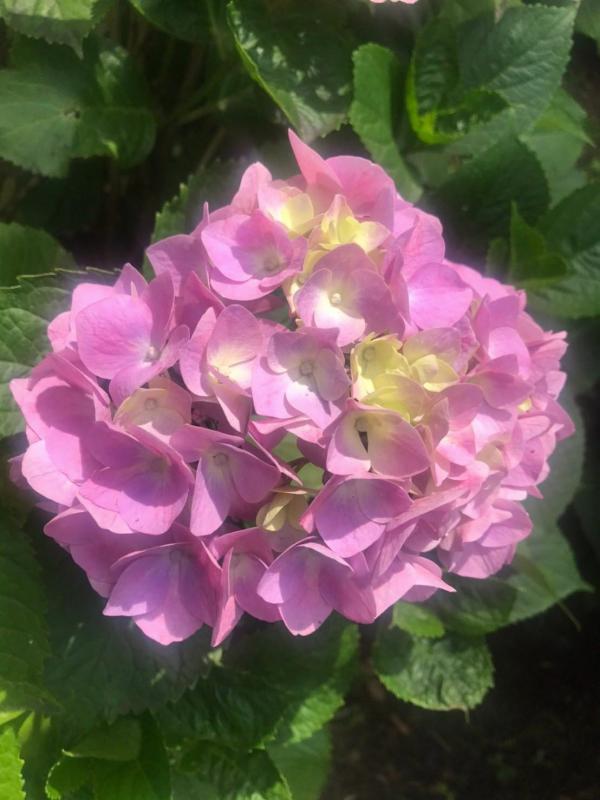 20210614紫陽花04