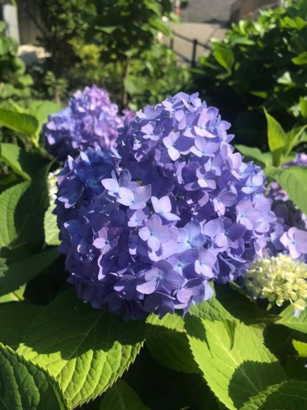 20210614紫陽花05