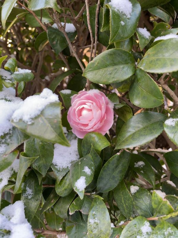 20220217花の写真1