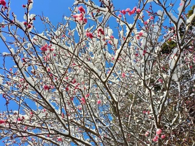 20220217花の写真2