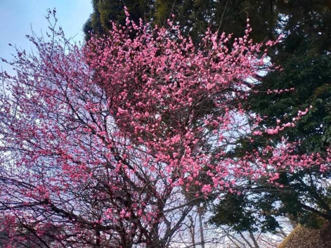 20220217花の写真4