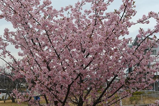 一本の河津桜