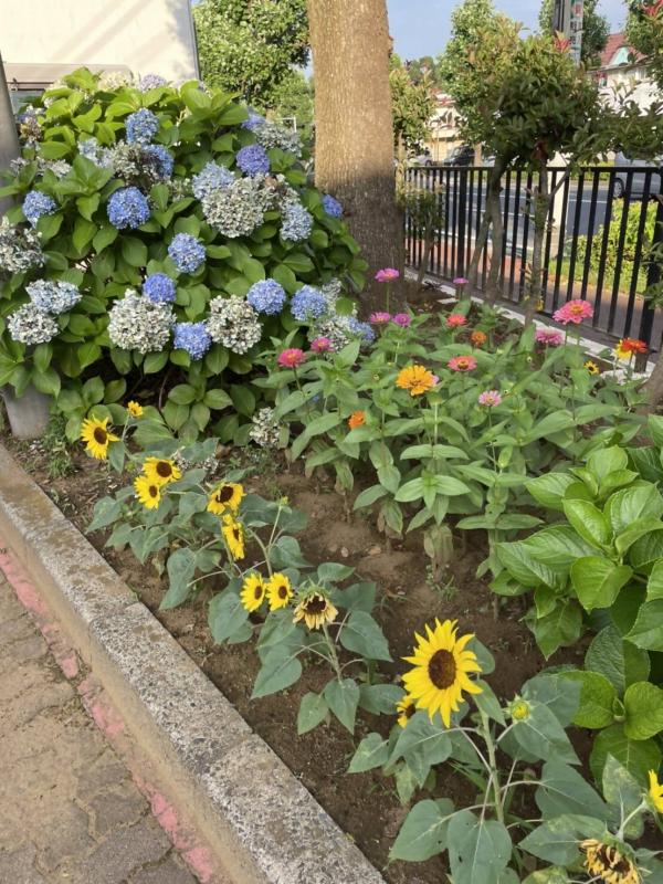 3夏の日の花壇