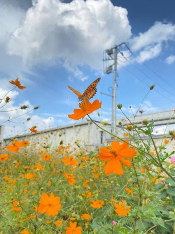 4満開のコスモス、蝶も花の蜜を