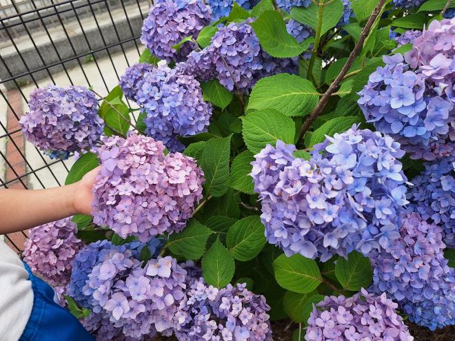 紫陽花