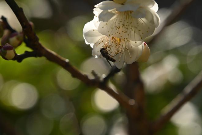 洒落たブローチ（蜂）