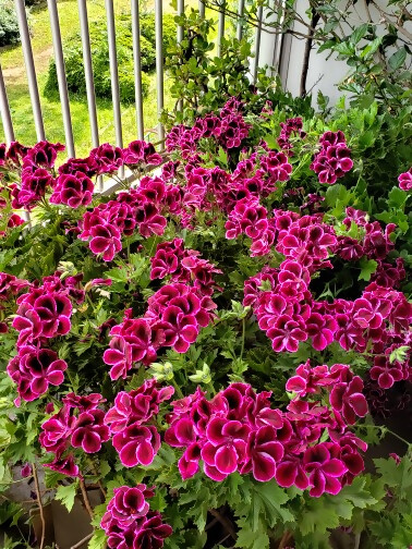 心躍る花
