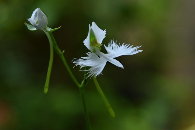 サギ草