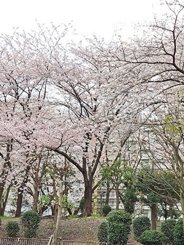 桜20230609