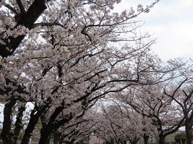 稲岸公園の桜1