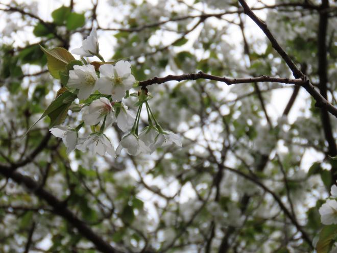 稲岸公園の桜2