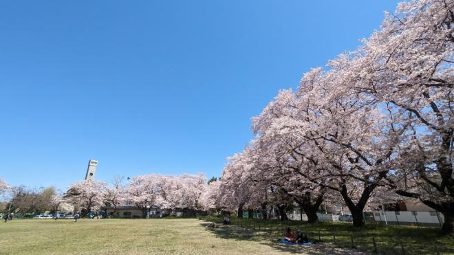 桜20240504