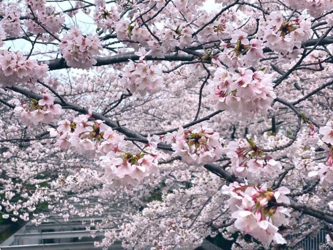 満開の桜